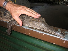 099 Port Douglas Wildlife Habitat